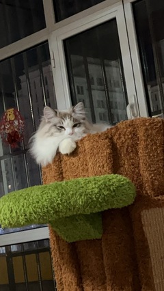 寵物搭車與寵物服務(wù) 現(xiàn)代出行與生活的新選擇