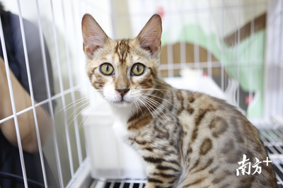 萌寵盛宴 深圳國(guó)際寵物展今日火熱開(kāi)幕，全方位寵物服務(wù)點(diǎn)亮愛(ài)寵生活